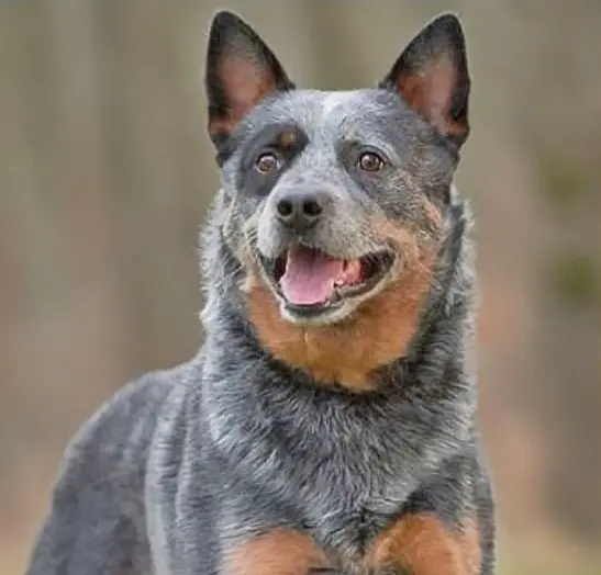 nota-70-diferencia-ganadero-y-ovejero-australiano-p1