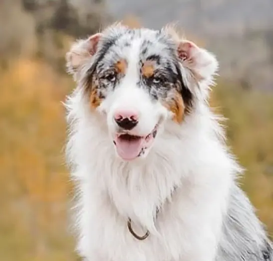 nota-70-diferencia-ganadero-y-ovejero-australiano-p2