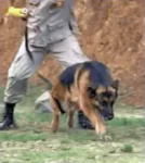 redog01